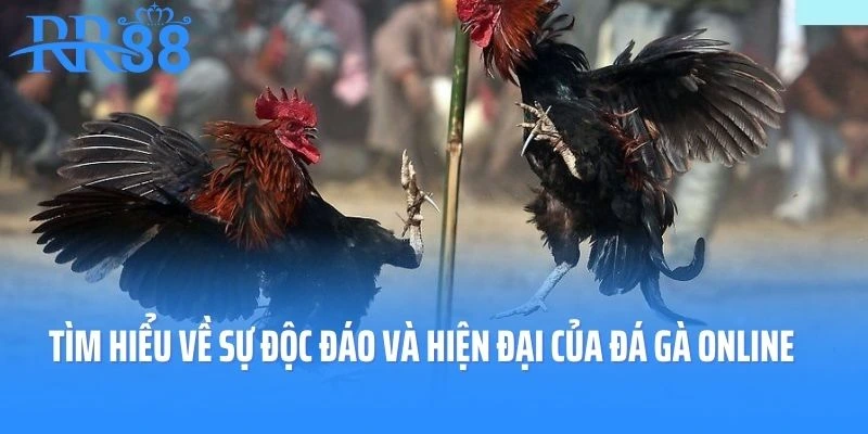 Tìm hiểu về sự độc đáo và hiện đại của loại hình đá gà online