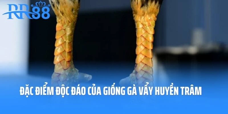Một số đặc điểm độc đáo của giống gà vẩy huyền trâm